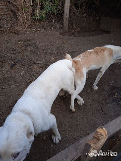 Продаются щенки алабая