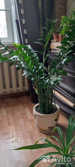 Замиокулькас