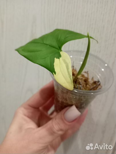 Сингониум империал Еллоу