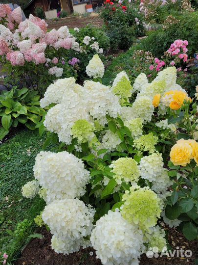 Розы и гортензии