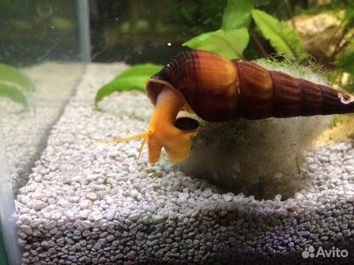 Тиломелания улитка