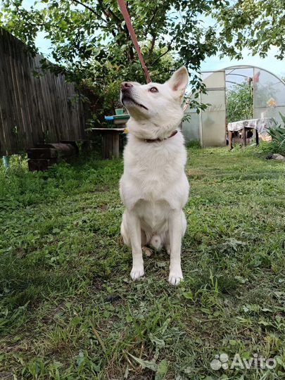 Швейцарская овчарка (метис)