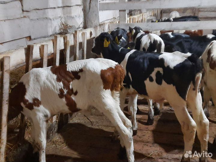 Бычки сементалы