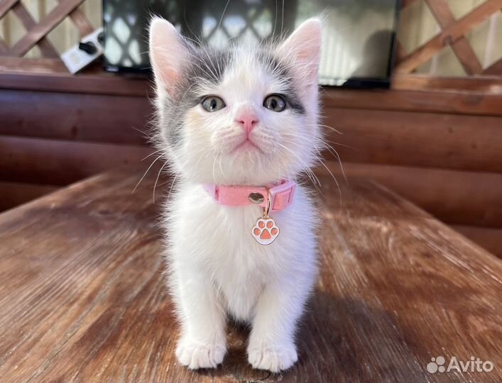 Котенок - девочка