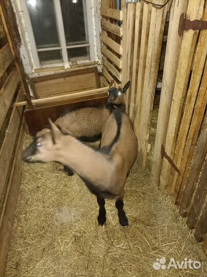 Козлики чешские