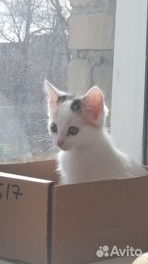 Котенок в добрые руки