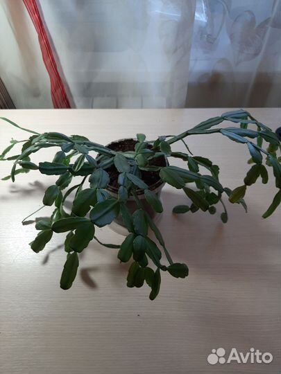 Эпифиллум розовый (декабрист)