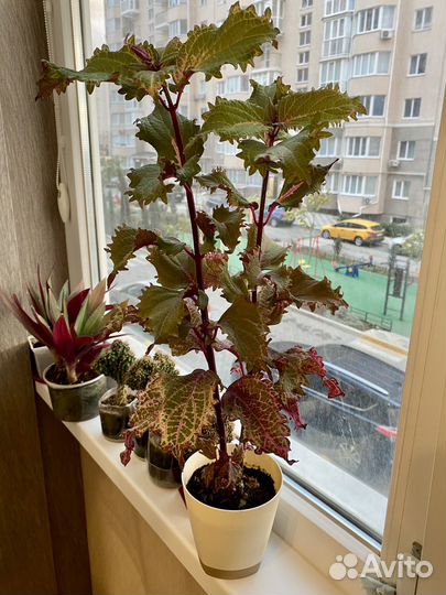 Продам цветы комнатные в горшках