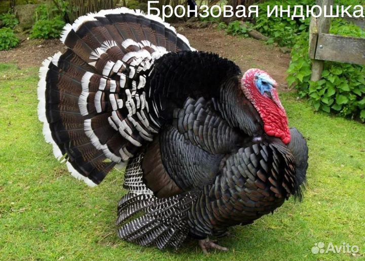 Индюшата суточные и подрощенные