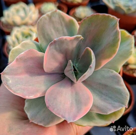 Суккуленты сотовые садики