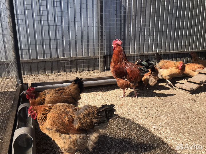 Куры несушки Кучинские юбилейные