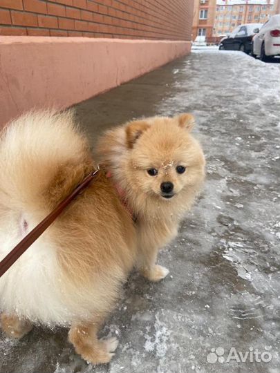 Померанский шпиц вязка кобель