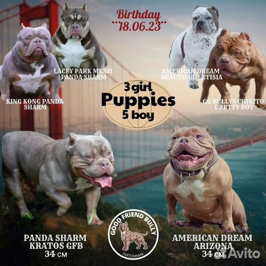 Щенки Американский булли