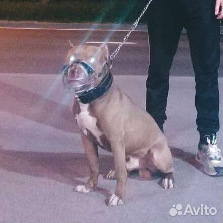 Питбультерьер на вязку