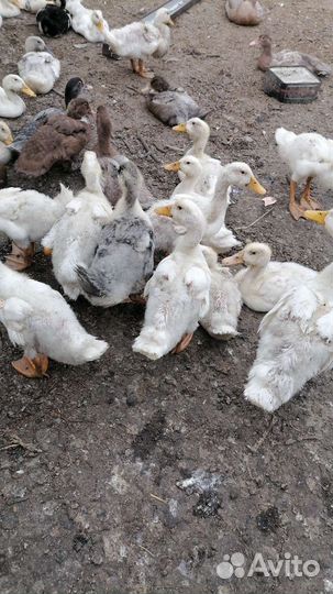 Утята суточные и подрост