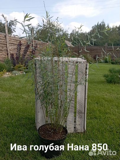 Многолетники для сада ива голубая Нана