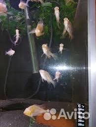 Акарихт Хекеля Альбинос