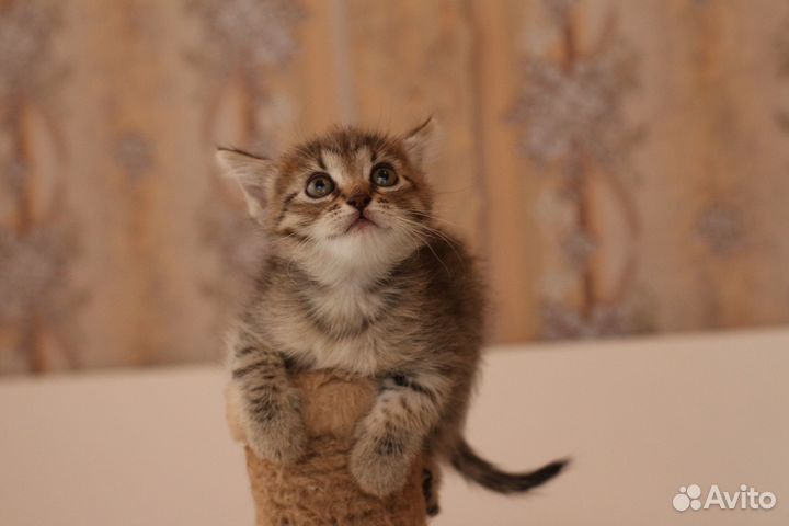 Маленькая кошечка