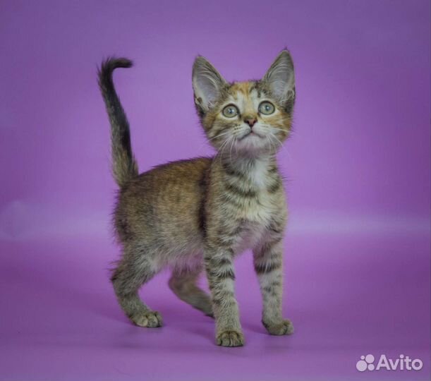 Трёхцветный котёнок Паула (2, 5 мес)