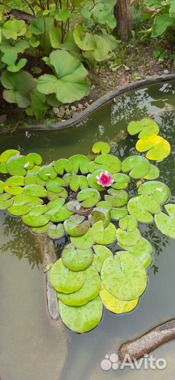 Розовая нимфея