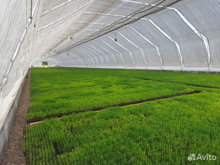 Сеянцы Сосны обыкновенной с зкс (2 лср)