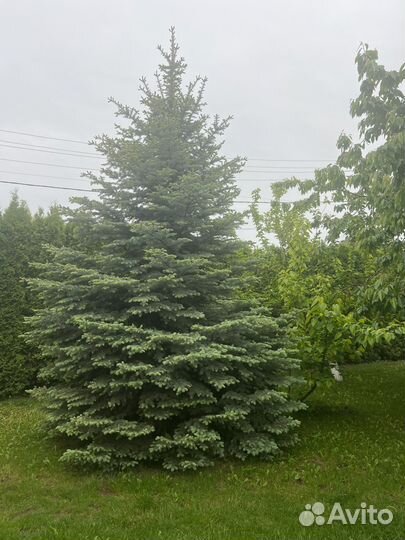 Ель голубая