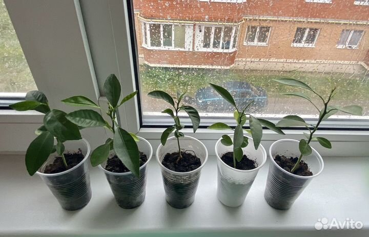 Комнатные цветы