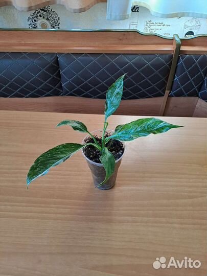 Спатифиллум домино