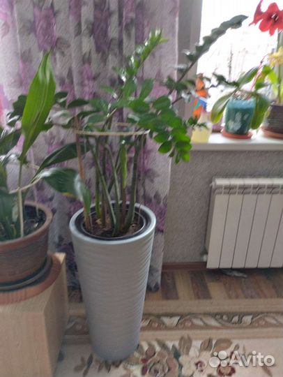 Замиокулькас