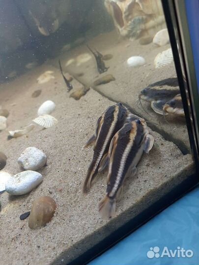 Сомик платидорас