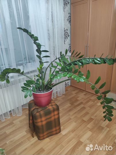 Замиокулькас