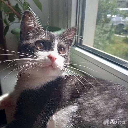 Котёнок девочка