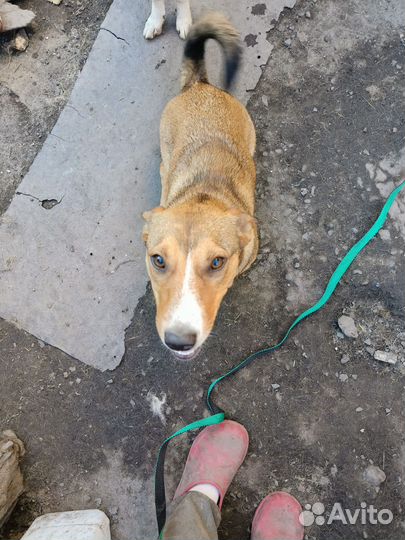 Собака в добрые руки