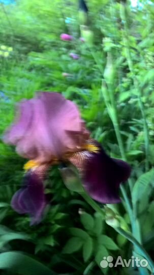 Многолетники для сада цветы