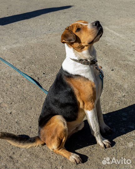 Собака мальчик умный 2 года