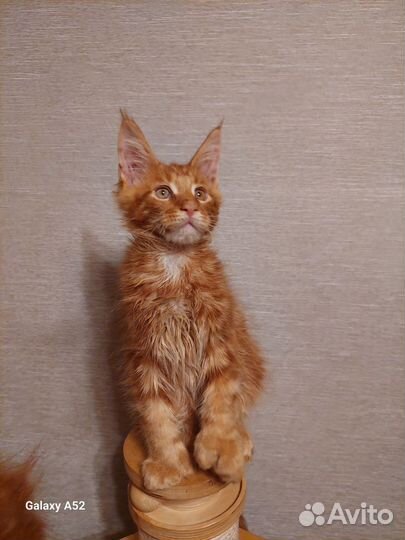 Котята мейн-кун