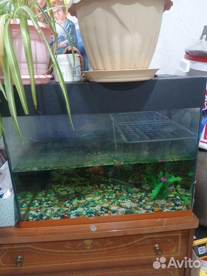Аквариум