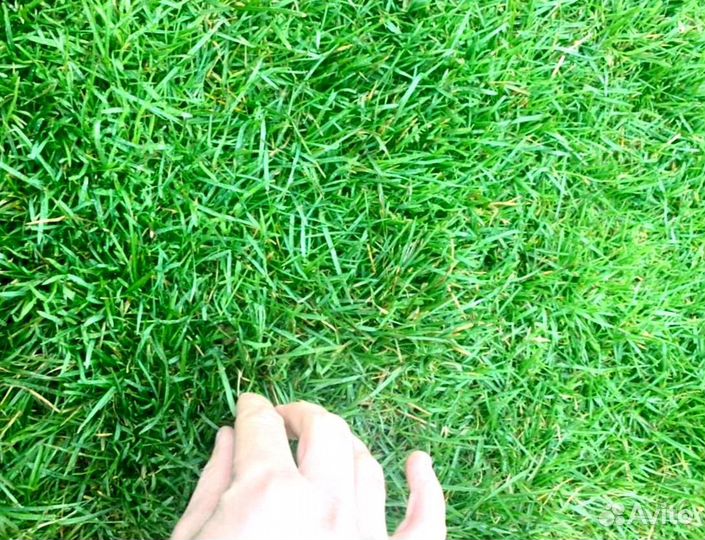 Рулонный газон от производителя