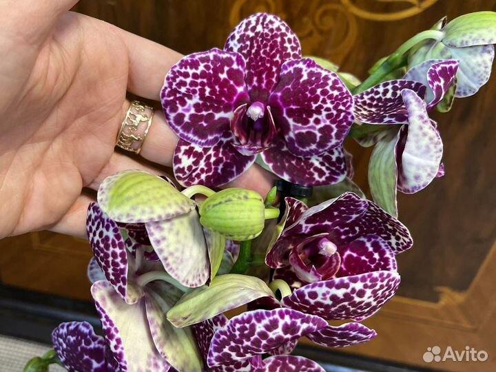 Орхидея фаленопсис Дикий Кот