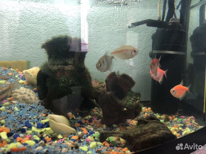 Аквариум aquael 55-60 литров с рыбками