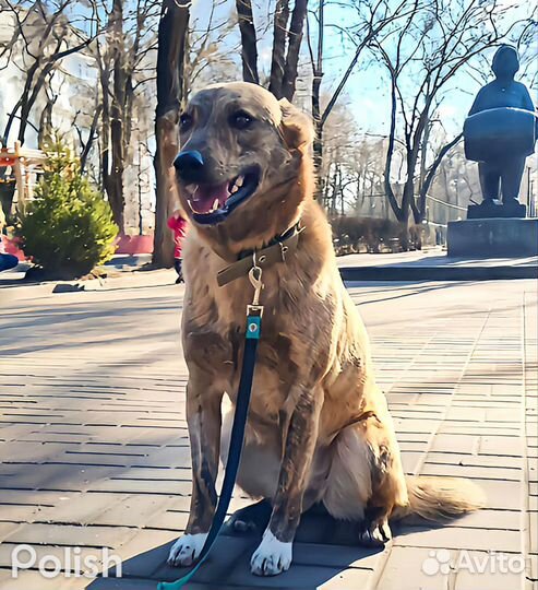 Настоящий компаньон Тигра