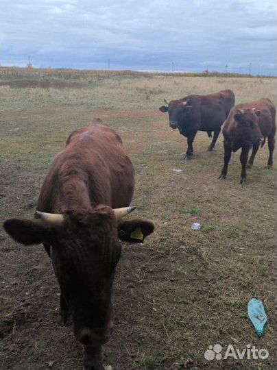 Бычки на откорм дагестан