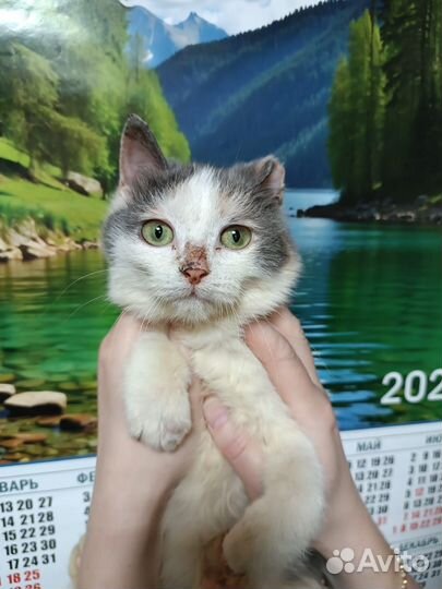 Кошечка стерилизованная