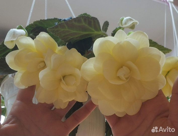 Ампельная бегония Беллекония Mango, Шардоне