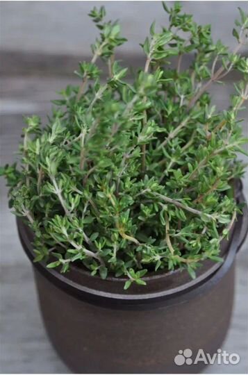 Тимьян Фастини