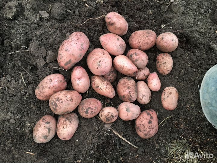 Сарпо Мира и К.Анна семенной картофель Цена за1 шт