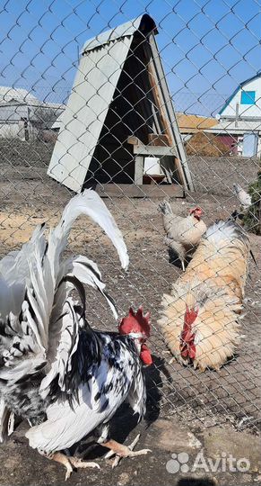 Петухи породные