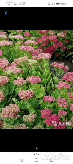 Садовые цветы