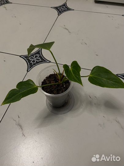 Антуриум бэби вайт