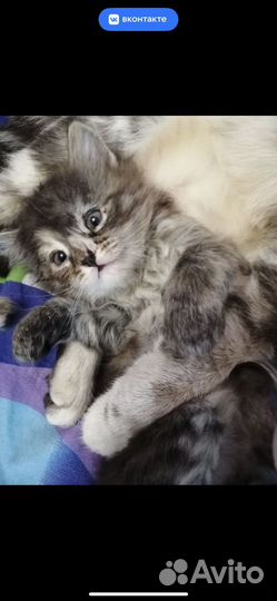 Котята в добрые руки даром